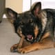 working-german-shepherds-as-pets-and-companions