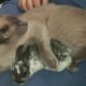 Ginchy's a bit on the picky side. Here she is hugging a baby bunny (which she was utterly convinced was an orphaned kitten!).