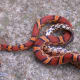 This Okeetee corn snake has striking coloration.
