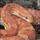 Motley corn snake