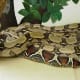 "Normal" red-tailed boa constrictor