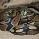 "Normal" ball python