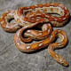 Aztec corn snake