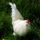 Free range lovin' rooster. Photo by Gerber Ink.