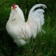 Free range rooster. Photo by Gerber Ink.