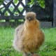 Partridge pattern