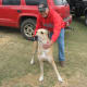 My Dane grandpup, Kayla.
