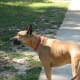 My fawn Great Dane, Hamlet.