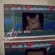 Cat condo cruiser.