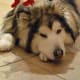 why-cant-i-get-over-my-dogs-death