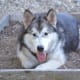 why-cant-i-get-over-my-dogs-death