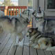 why-cant-i-get-over-my-dogs-death