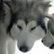 why-cant-i-get-over-my-dogs-death