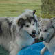 why-cant-i-get-over-my-dogs-death
