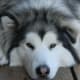 why-cant-i-get-over-my-dogs-death
