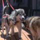 why-cant-i-get-over-my-dogs-death