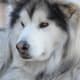 why-cant-i-get-over-my-dogs-death