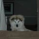 why-cant-i-get-over-my-dogs-death