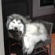 why-cant-i-get-over-my-dogs-death