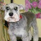 Schnauzer cut. Wish she'd put her ears up!