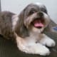 A Shihtzu with a Teddy Bear cut using an #A comb.