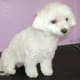 Maltese with a Puppy cut and Puppy style face using a 3-3/4 blade.
