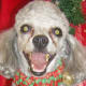 Poodle face done with #10.