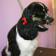Cocker cut. Sorry not a good pic of the body, but the head detail is excellent.