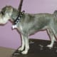 A Schnauzer with a Kennel clip using a #10 blade.