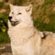 wolf-hybrid