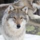 Wolf pictures