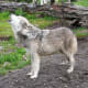 wolf-hybrid