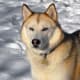 A sable-colored Siberian Husky.