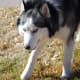 A "wooly" Siberian, a coat length disqualified by the breed standard.