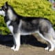 The "plush" coat of this Siberian adheres to the breed standard.