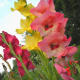 Gladiola