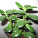 Chinese Jade