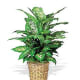Dieffenbachia