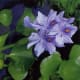 Water Hyacinth