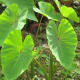 Taro