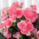 Begonia