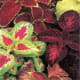 Coleus