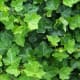 Branching Ivy