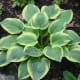 Hosta