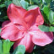 Azalea