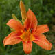 Orange Day Lily
