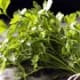 Spring Parsley