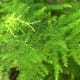 Asparagus Fern