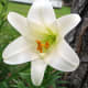 Easter Lily