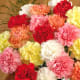 Carnation